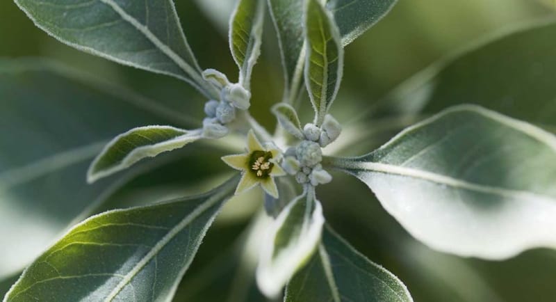 Blüte und Blätter der Ashwagandha (Withania somnifera)